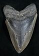 Bargain Megalodon Tooth - Georgia #11039-1
